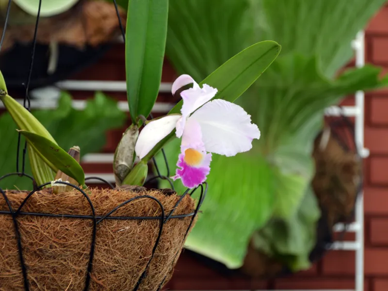 Cattleya, el emprendimiento de orquídeas que sirve como puente entre lo científico y la comunidad