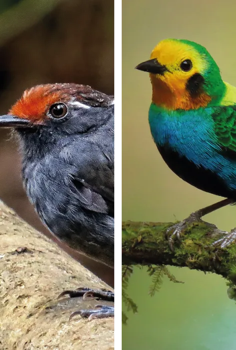 Fotos: Juan Carlos Hincapié Fotos: Juan Carlos Hincapié